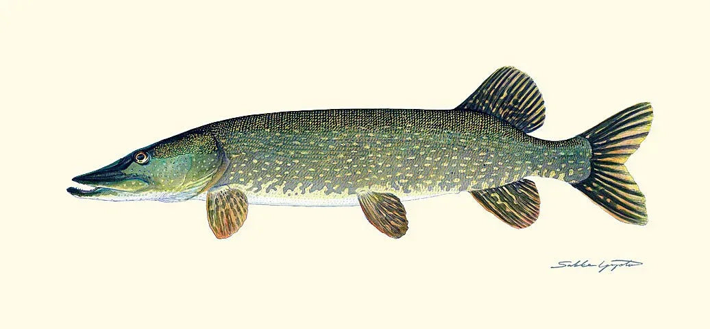 Sakke Yrjölä Hauki juliste - Happy Angler