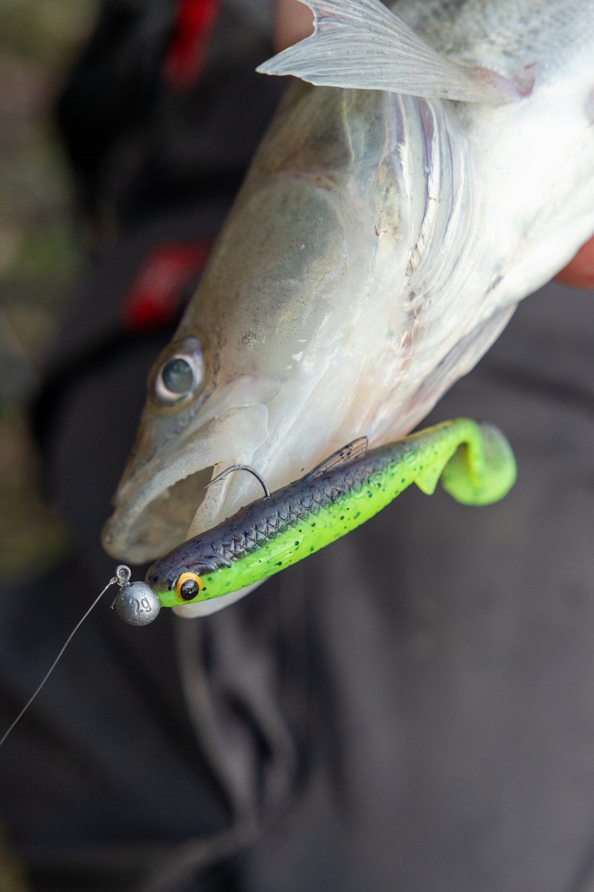 Kuore Recoil 7 cm jigg 4 st/pkt