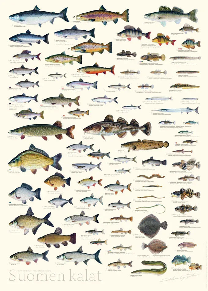 Sakke Yrjölä Suomen Kalat juliste - Happy Angler