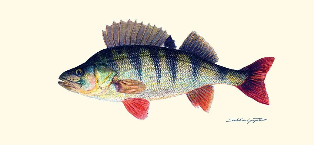 Sakke Yrjölä Ahven juliste - Happy Angler