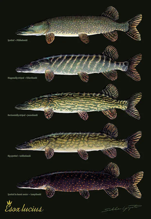 Sakke Yrjölä Hauki Esox Lucius A4 kortti - Happy Angler