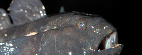 Mustatäplätokon kalastus - Happy Angler