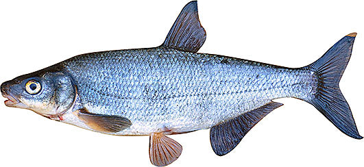 Graavattu vimpa - Happy Angler