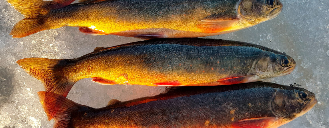 Raudun pilkintä - Happy Angler