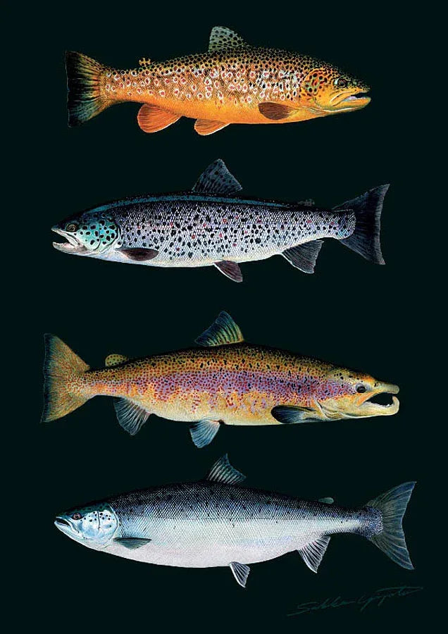 Sakke Yrjölä Taimen ja Lohi A4 kortti - Happy Angler