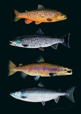 Sakke Yrjölä Taimen ja Lohi A4 kortti - Happy Angler