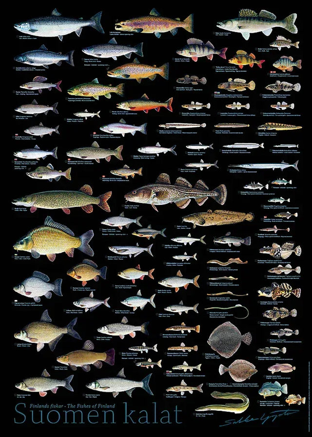 Sakke Yrjölä Suomen Kalat 50x70cm juliste, musta - Happy Angler