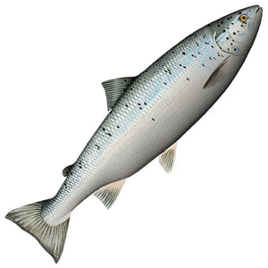 🐠 Fiskeprylar för barn