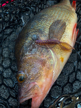 Kuore Bouncer 8,5 cm jigi 4 kpl/pkt