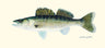 Sakke Yrjölä Kuha juliste - Happy Angler