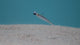 Kuore Feather 11 cm jigg 3 st/pkt