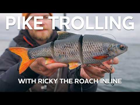 Westin Ricky The Roach Inline 20 cm Limited Edition