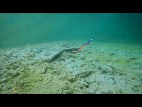 Westin NED Worm Curl Clear Water Mix 12 cm jigg 5 st/pkt