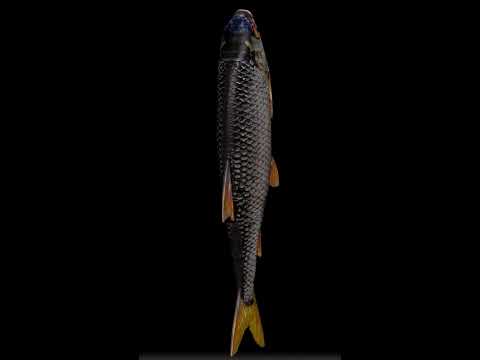 Westin Ricky The Roach Inline 20 cm Limited Edition