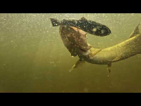 PulzBait Rigz Vertical 15 cm 2 st/pkt